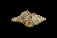 藏品(多稜旋螺)的圖片